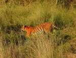 पर्साको पटेर्वा सुगौलीमा जंगली बाघको आक्रमणबाट एक महिला घाइते