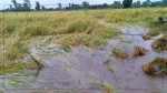 मधेस प्रदेशमा ४२ हजार ६९ हेक्टर क्षेत्रको धानबाली डुबानमा, साढे पाँच अर्ब भन्दा माथिको क्षति हुनसक्ने