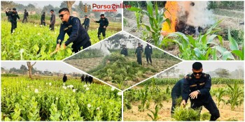 पटेर्वासुगौलीमा गाँजा र अफिम खेती फडानी, ७ हजार भन्दा बढी बोट नष्ट