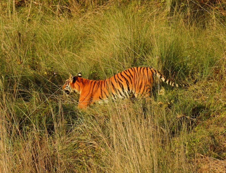 पर्साको पटेर्वा सुगौलीमा जंगली बाघको आक्रमणबाट एक महिला घाइते
