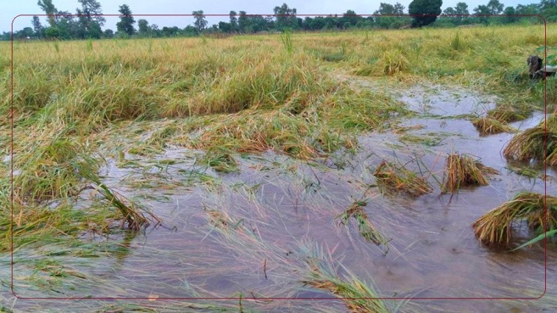 मधेस प्रदेशमा ४२ हजार ६९ हेक्टर क्षेत्रको धानबाली डुबानमा, साढे पाँच अर्ब भन्दा माथिको क्षति हुनसक्ने